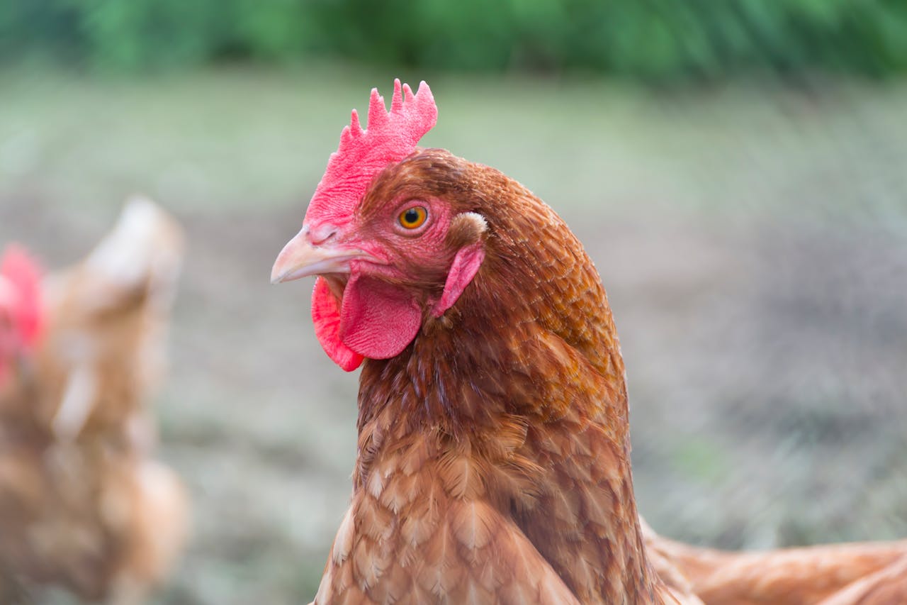 A detailed shot of a free-range hen showcasing vivid plumage and a natural environment.
