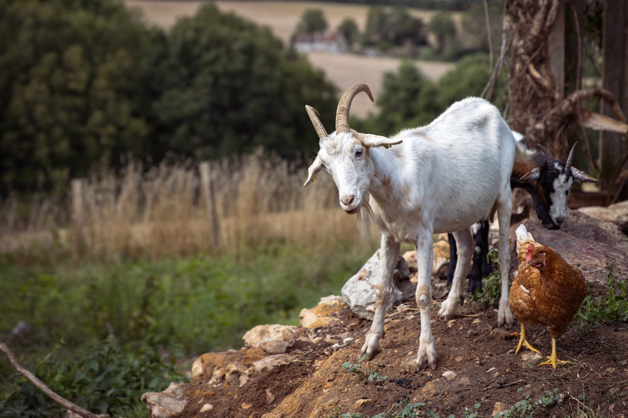 A goat and a chicken in a rural farm setting with a scenic countryside backdrop.