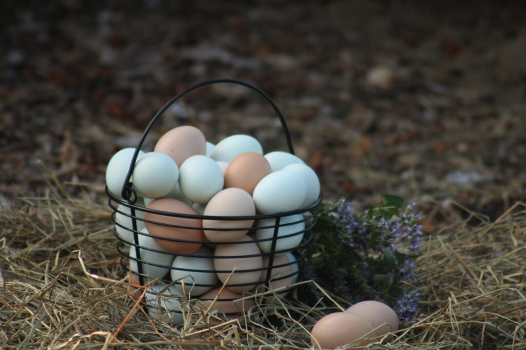 Basket of farm eggs with sprigs of lavender on hay in a rural setting. Ideal for rustic themes.